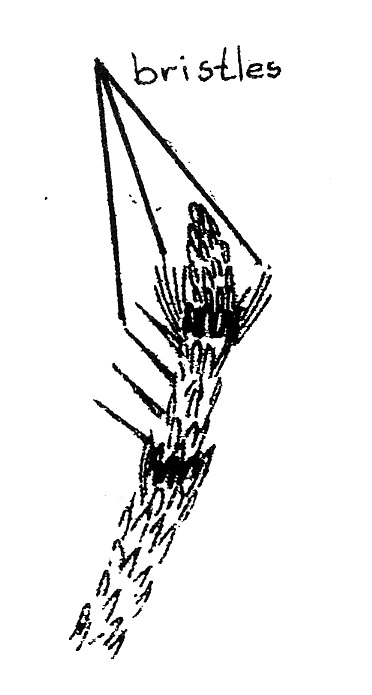 Labial palp of Tineola bisselliella (Tineidae).